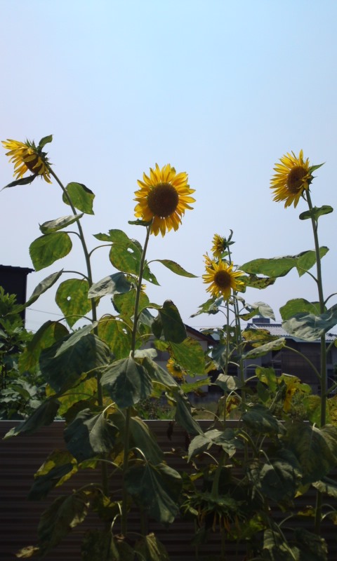 去年のひまわり