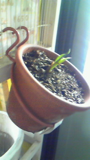 201010291218000.jpg