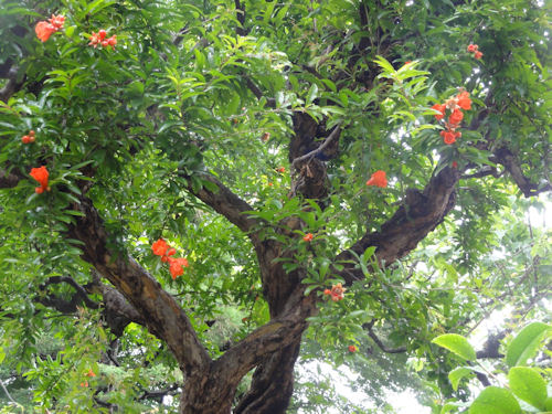 柘榴 ざくろ の花 慈眼院 澤蔵司稲荷 住職 別当のblog