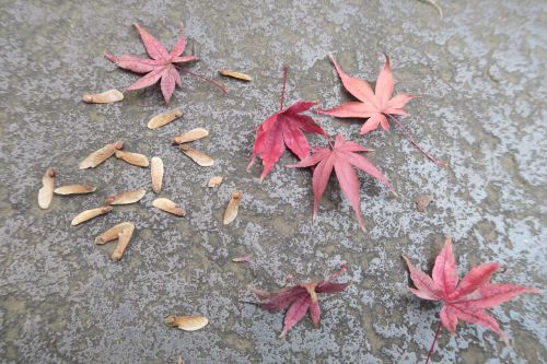 もみじ（楓）の種 | 慈眼院「澤蔵司稲荷」住職・別当のblog