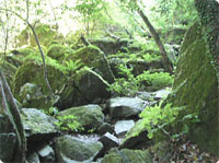 登山道