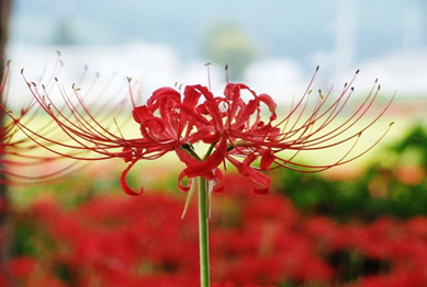 彼岸花（ひがんばな） | 成田山 東京別院 深川不動堂