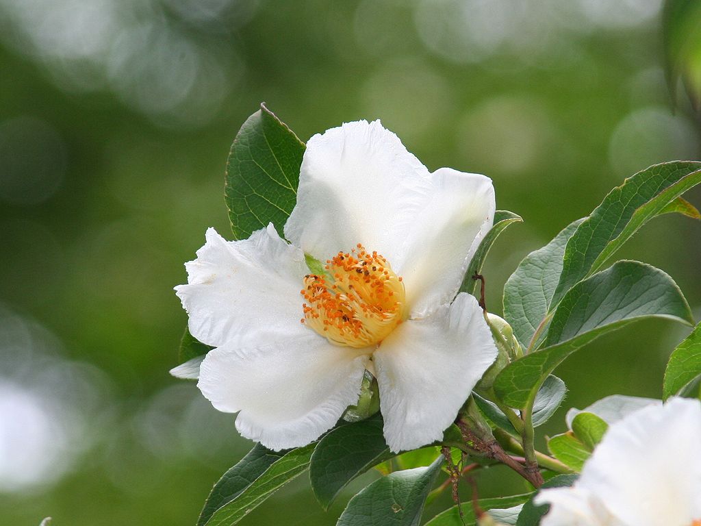 双樹沙羅 沙羅双樹（さらそうじゅ）の花の色！？ | 成田山 東京別院 深川