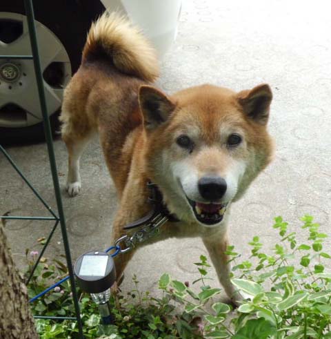 福島県 南相馬市小高 柴犬mix 中型犬 被災地保護ペット情報
