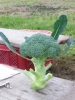 burokkori-