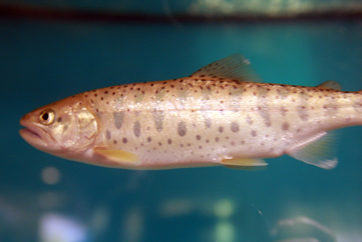 谷地坊主とは？（実写版映画 釣りキチ三平公開記念） | OG_Log