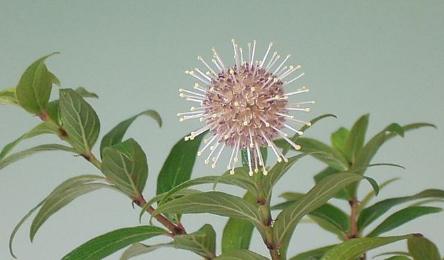 シマタニワタリノキ | 小品盆栽てのり樹工房