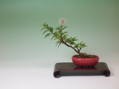 シマタニワタリノキ | 小品盆栽てのり樹工房