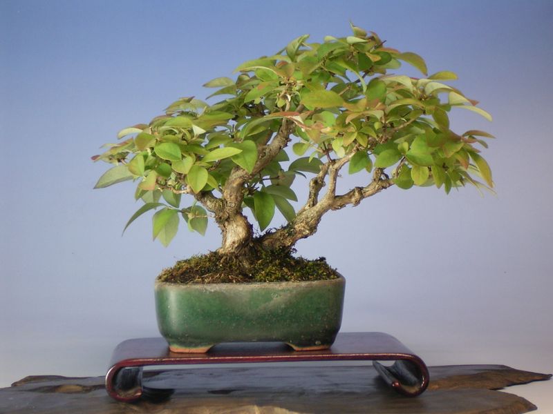 うぐいすかぐら盆栽(鶯神楽 盆栽) ウグイスカグラ | 小品盆栽てのり樹工房