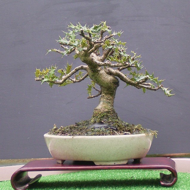 ヒイラギ | 小品盆栽てのり樹工房