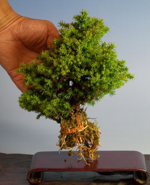 盆栽　八房杉　スギ　激古 八ッ房瑞寿杉 | 盆栽、盆栽書籍、盆栽鉢の通販│近代出版