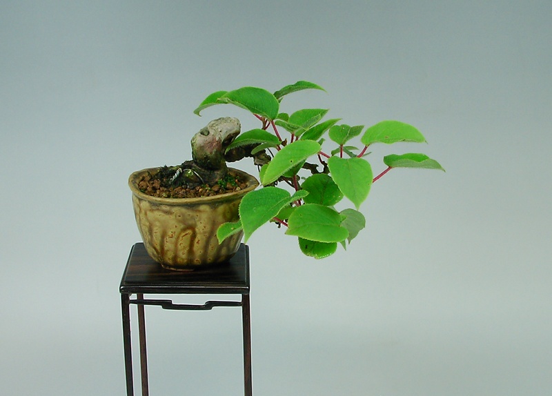 マタタビ | 小品盆栽てのり樹工房