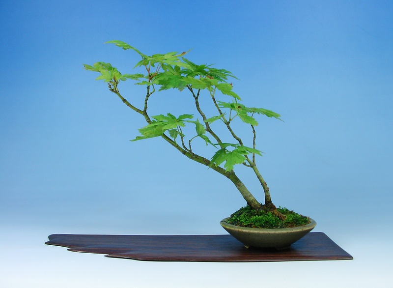 ハウチワカエデ | 小品盆栽てのり樹工房