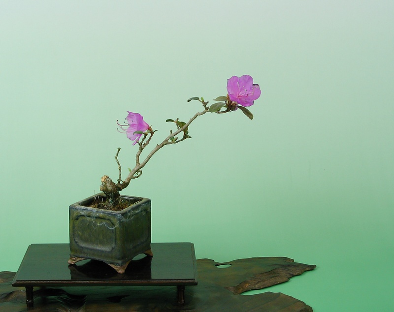 ピンクタンナゲンカイツツジ 盆栽 春の風流盆栽展」と園内の開花状況 | 豊平公園 - 札幌市公園緑化協会