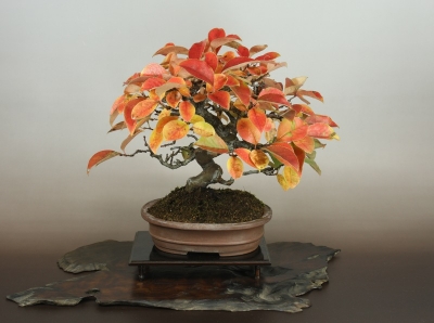 盆栽 花梨 小品 盆栽 花梨 小品