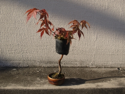 ノムラモミジ | 小品盆栽てのり樹工房