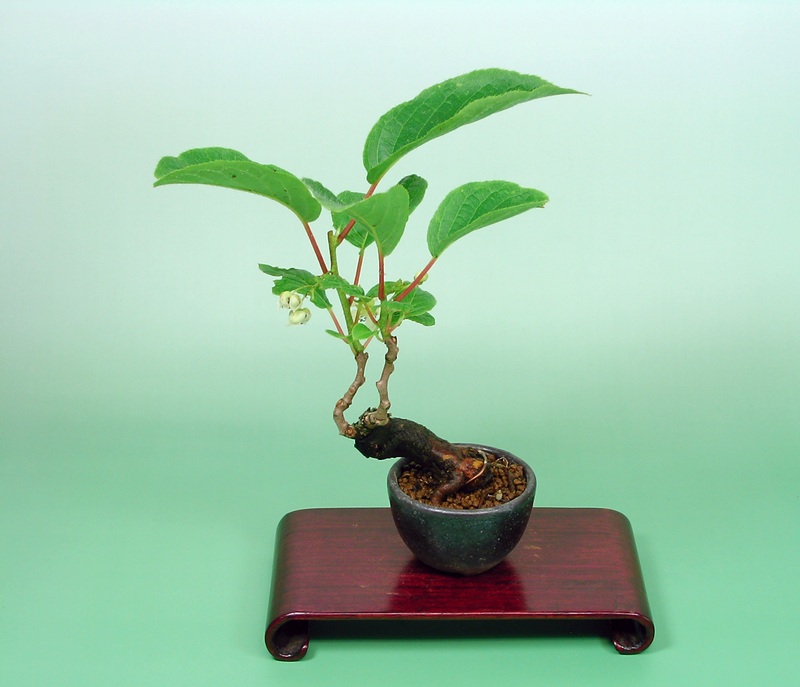 盆栽 サルナシ 樹高鉢底より約40cm