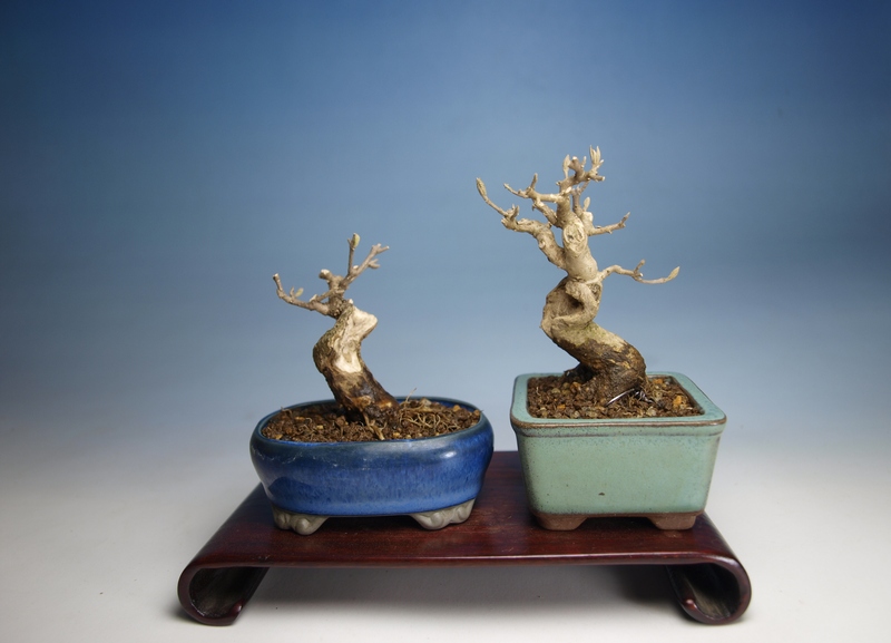 ムラサキシキブ | 小品盆栽てのり樹工房