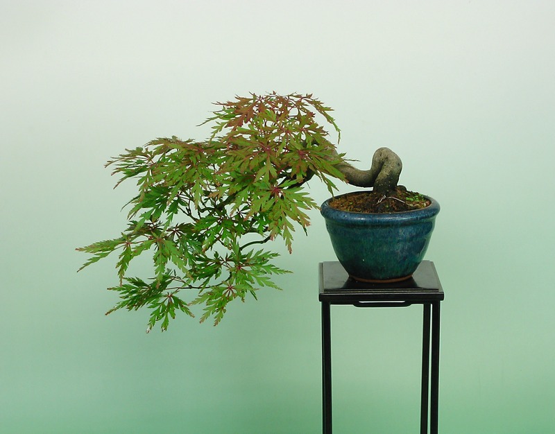 紅枝垂（ベニシダレ）盆栽 SS001 ベニシダレ | 小品盆栽てのり樹工房