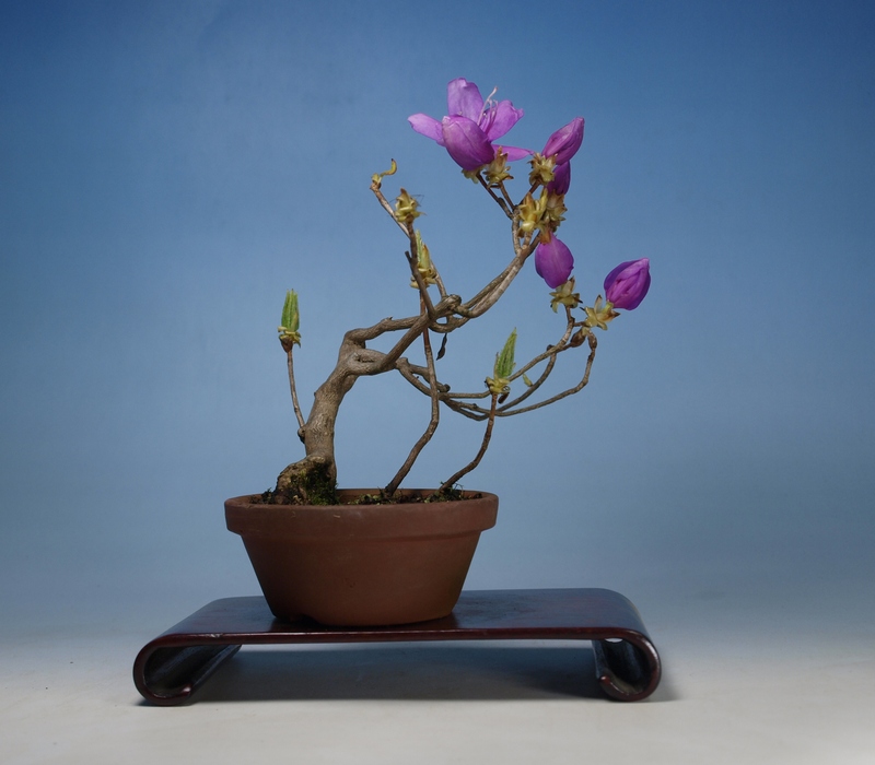 ミツバツツジ【品番3309】 ミツバツツジ【品番3309】 - メルカリ