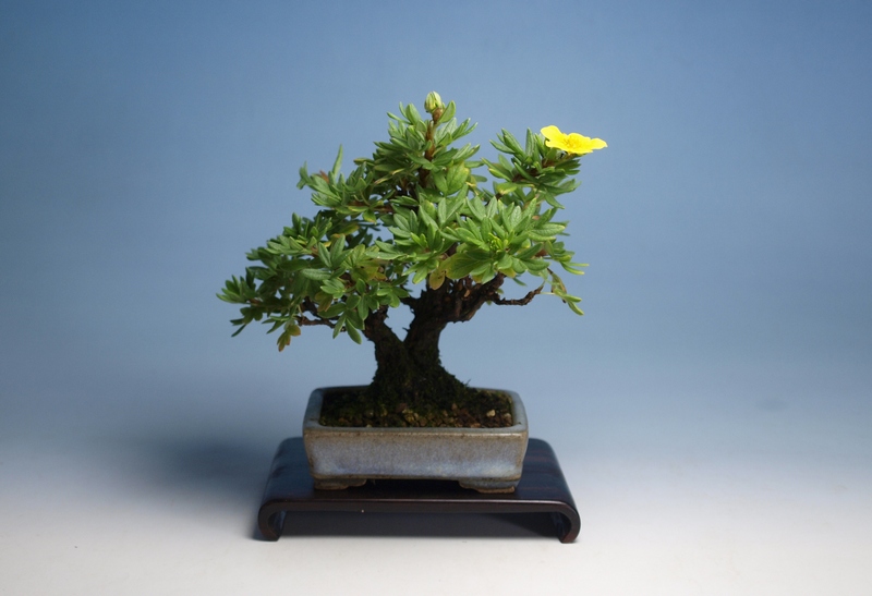 テリハノイバラ | 小品盆栽てのり樹工房 