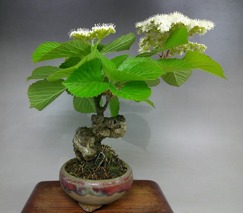 ガマズミの花 | 小品盆栽てのり樹工房