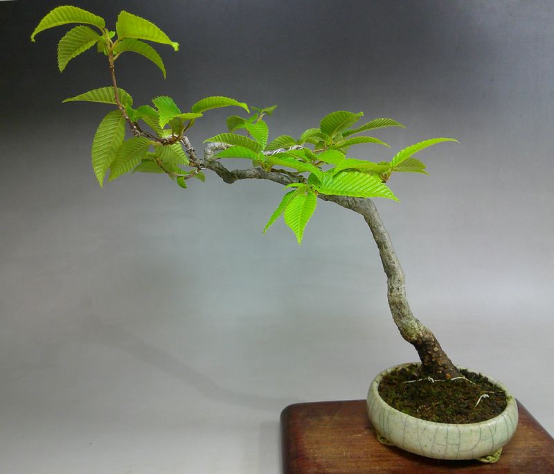 シデ細作り中 | 小品盆栽てのり樹工房