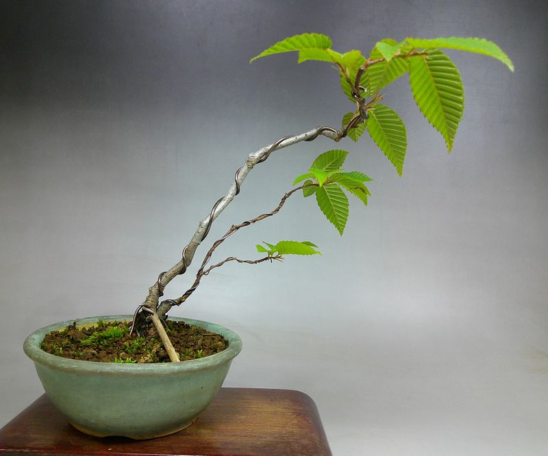 シデ細作り中 | 小品盆栽てのり樹工房