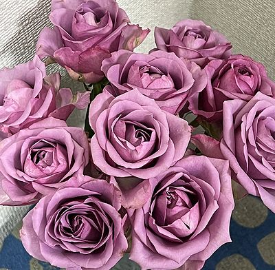 10月のお届けバラ クールウォーター | きまぐれスミトン