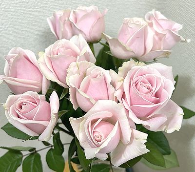 バラの挿し木出来たよ | きまぐれスミトン