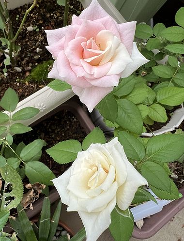 バラの挿し木出来たよ | きまぐれスミトン