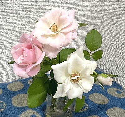 バラの挿し木出来たよ | きまぐれスミトン