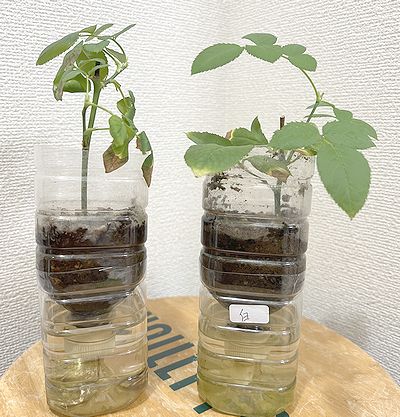 バラの挿し木出来たよ | きまぐれスミトン