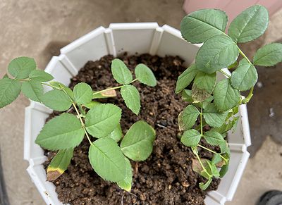 バラの挿し木出来たよ | きまぐれスミトン