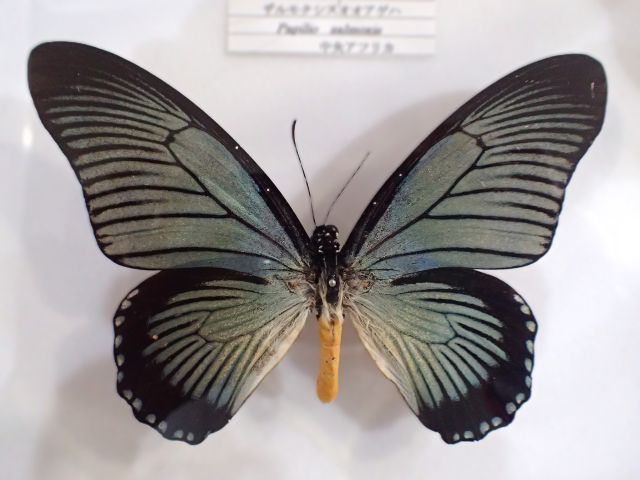 蝶標本　ドルーリーオオアゲハ 蝶標本】ドルーリーオオアゲハ - メルカリ