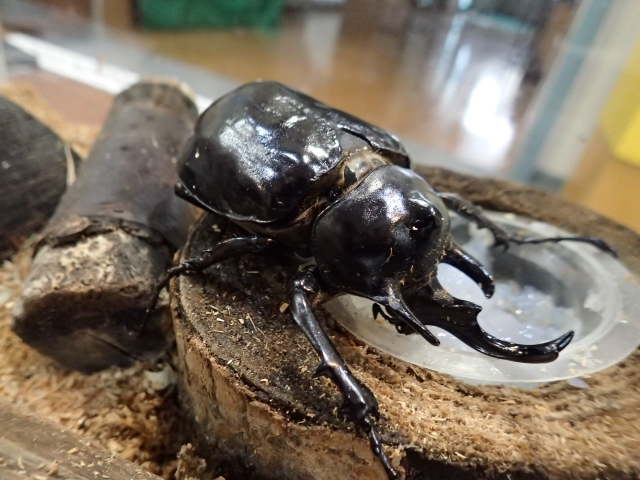 世界のカブト③アクティオンゾウカブト | 大田原市ふれあいの丘自然観察館