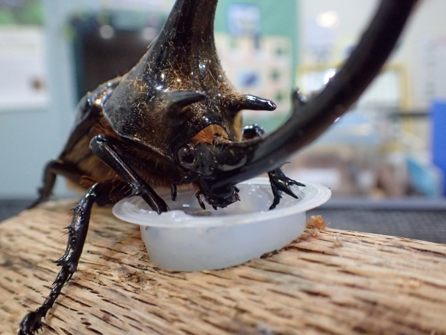 世界のカブト④ネプチューンオオカブト | 大田原市ふれあいの丘自然観察館