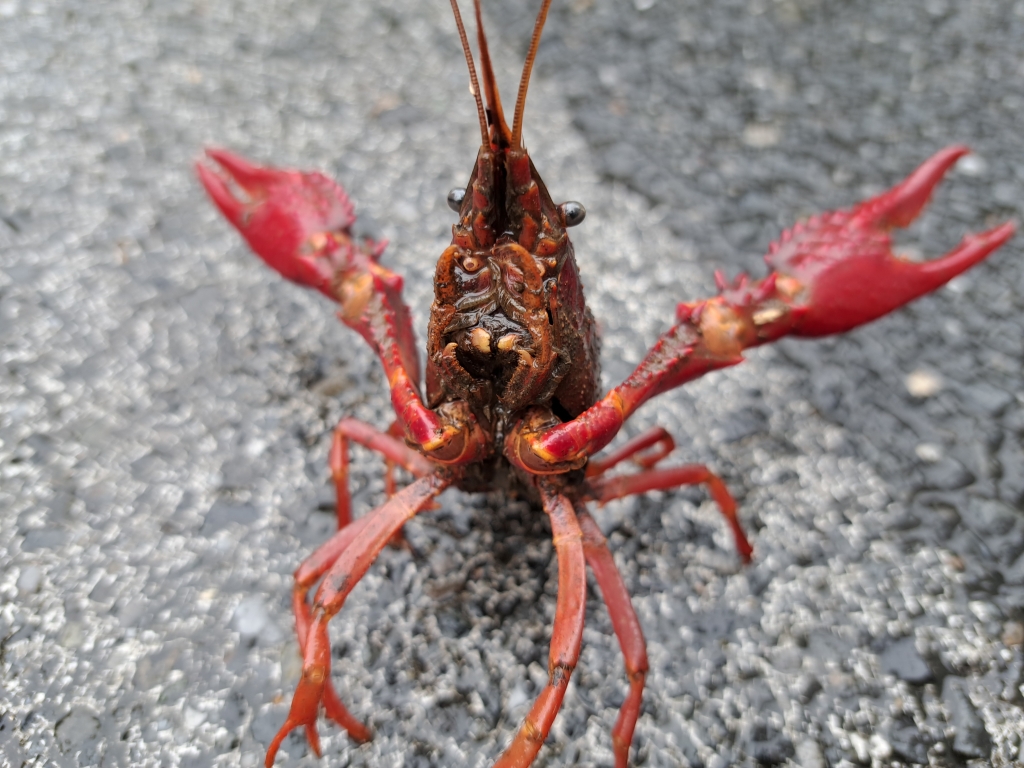 雨上がりのアメリカザリガニ | 海 酔
