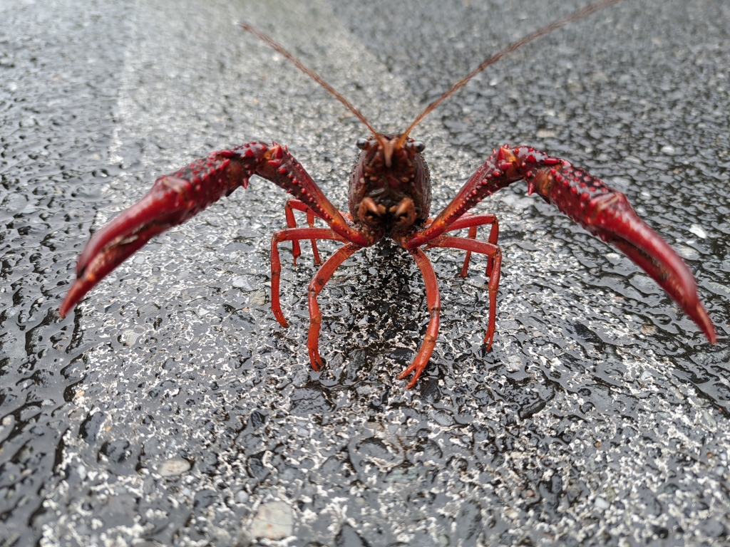 雨上がりのアメリカザリガニ | 海 酔