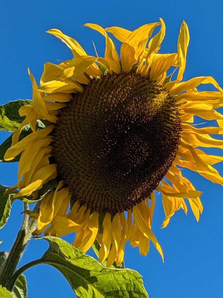12月の向日葵 | 海 酔