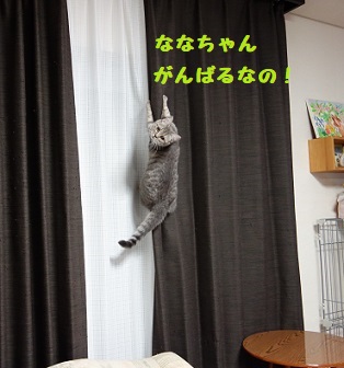 ナナ1歳の誕生日 | ねこっちー！3