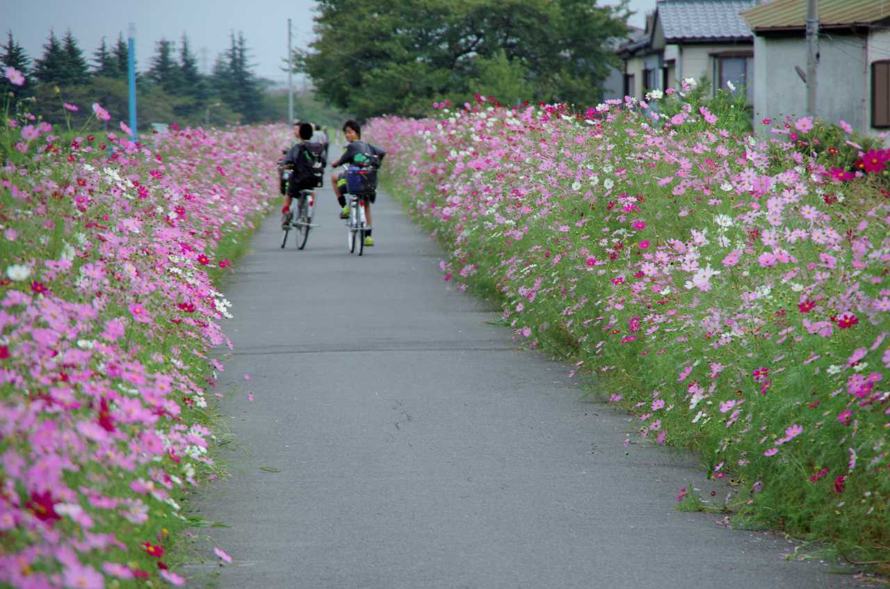 どこかの細道