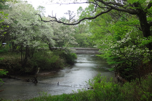 掛け軸/奥日光湯川 湯川・中禅寺湖釣果情報 | Information