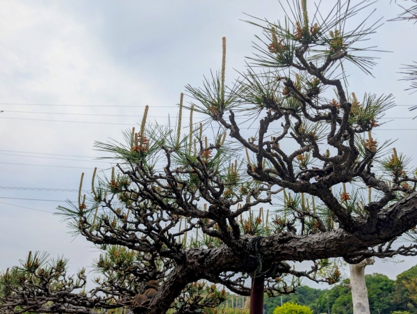 2松の木【ne 2松の木ne