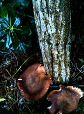 SHIITAKE