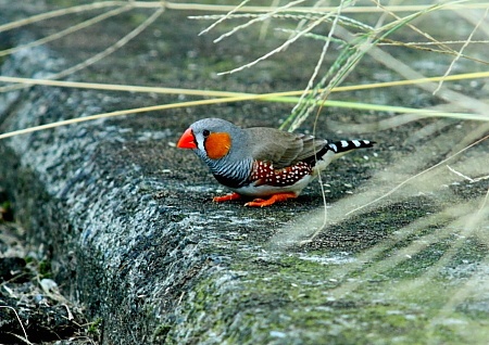 キンカチョウ（錦華鳥）現る | New 一粒の実