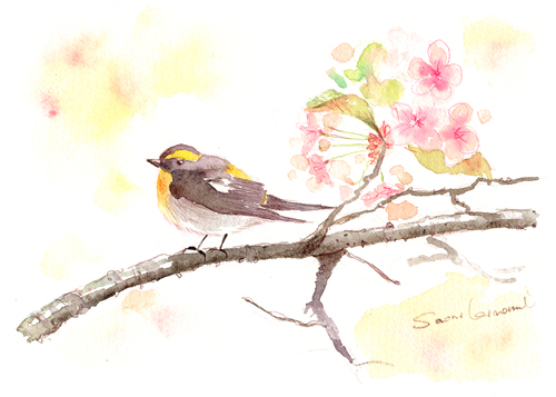 水彩教室 / 鳥を描く | KINA 水彩の教室