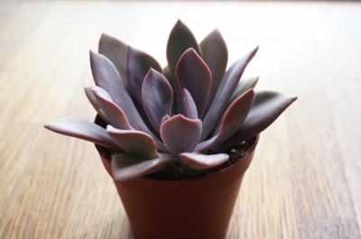 多肉植物について | SANSUI Weekly Column