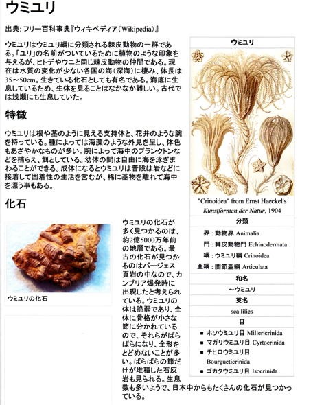 海ユリの化石 驚きの値段で ウミユリの化石 海ユリの化石 www.