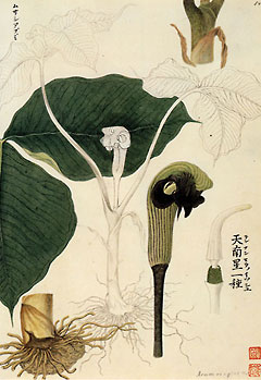 ○素晴らしき日本の「ボタニカル・アート」（2）天才植物絵師